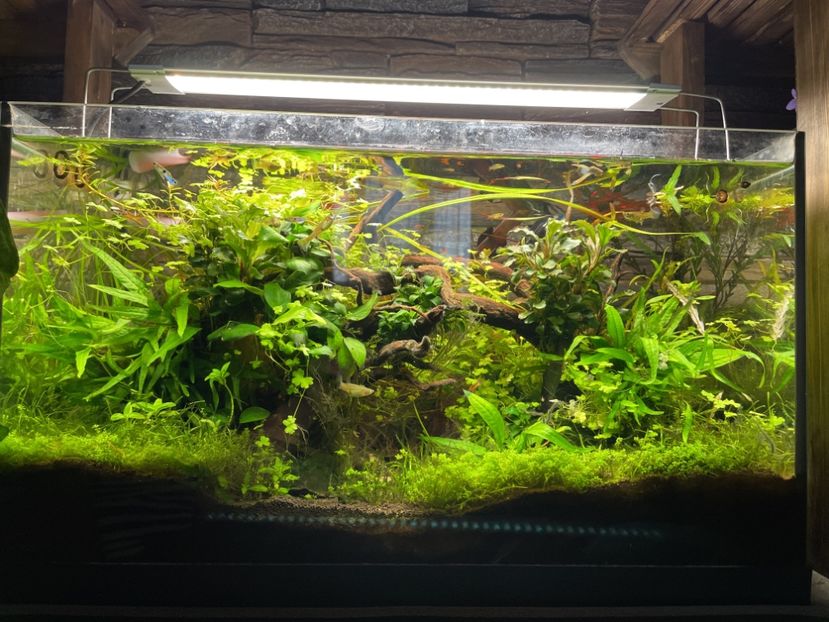 27C4944E-427C-445E-9804-E444E73E3EE8 - acvariu