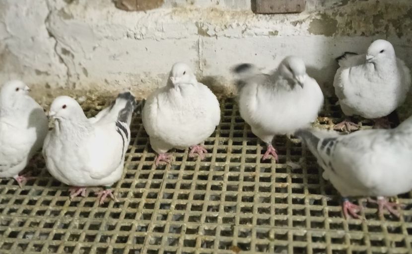  - 9masculi azur matca 2022