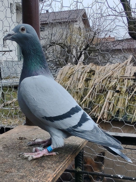 IHU - male - 2016 - Porumbei voiajori