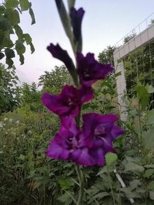 Gladiola - Flori