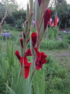 Gladiola - Flori