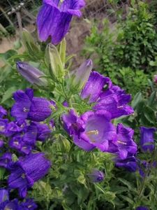 Campanula - Flori