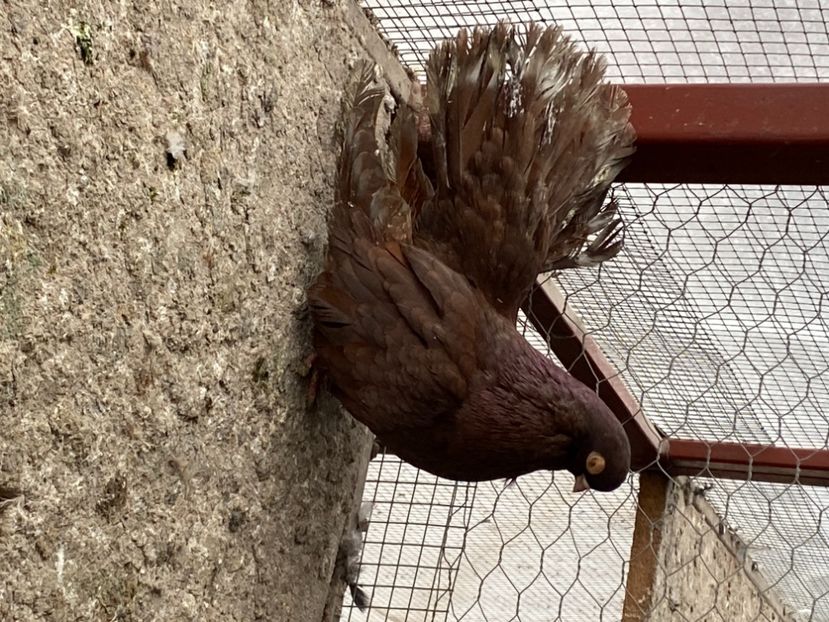 C4244750-B0AC-44B3-9D9D-D374B5C2D3AD - Castanii de Craiova