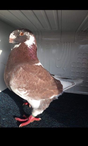 M2019 - Porumbei vanduti 2017-2025