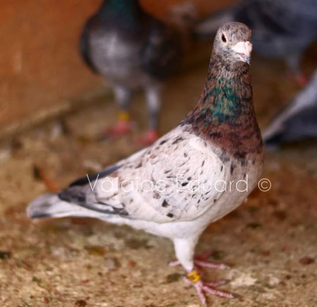  - Nu îmi aparțin 3