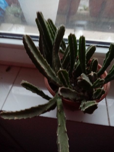 Stapelia 15 lei grup de puisori - IANUARIE 2022