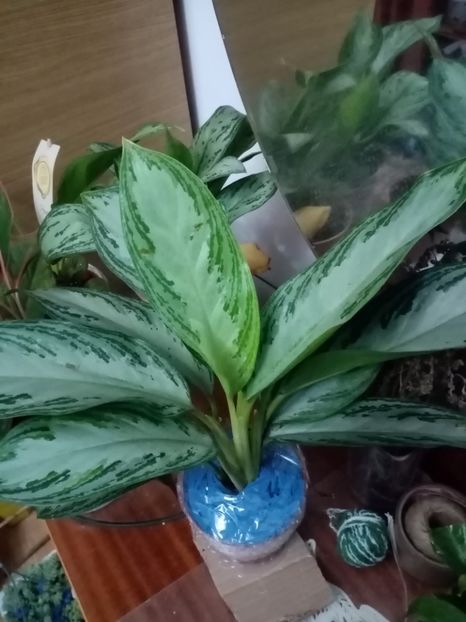 Aglaonema 35. - IANUARIE 2022