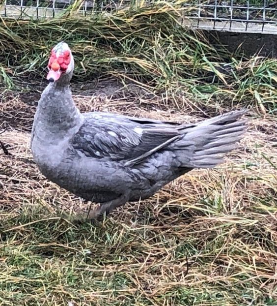 Screenshot_20220109-124723_WhatsApp - 0001 matca 2022 lot 2