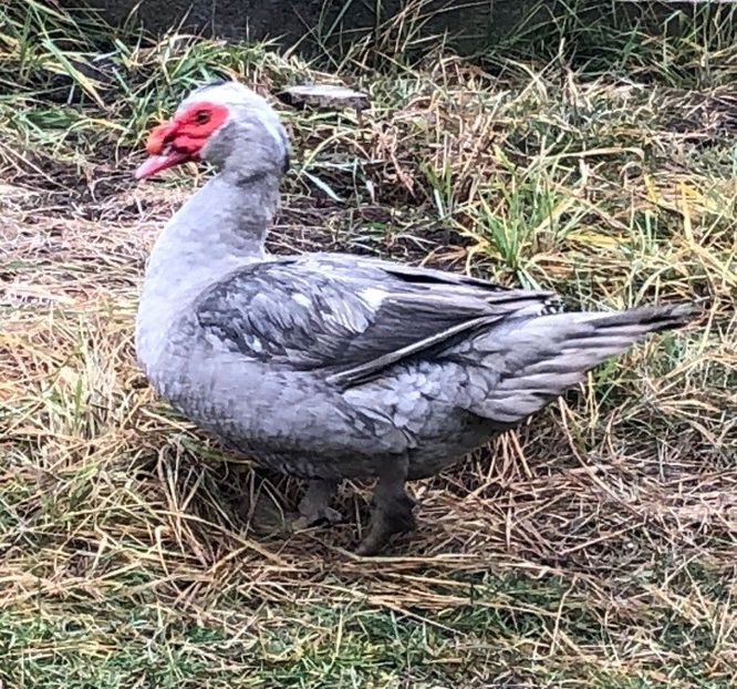 Screenshot_20220109-124739_WhatsApp - 0001 matca 2022 lot 2