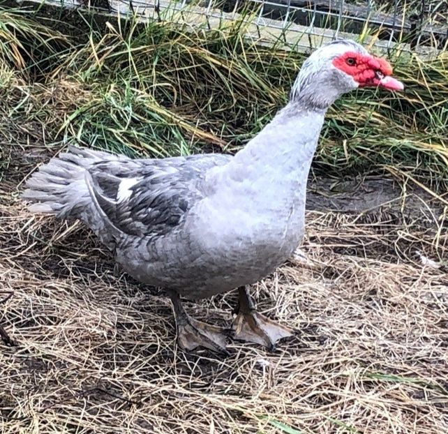 Screenshot_20220109-124851_WhatsApp - 0001 matca 2022 lot 2