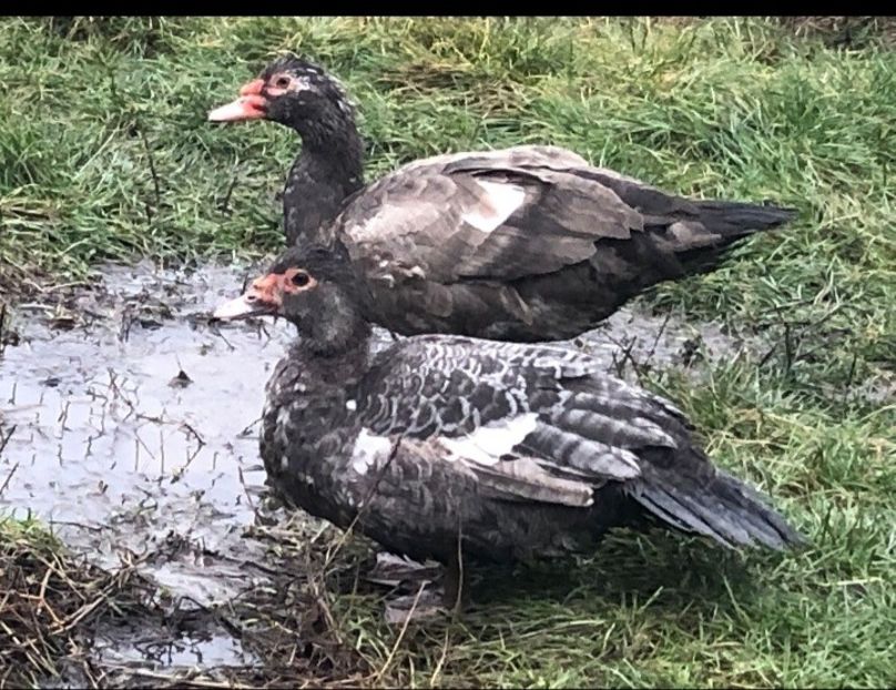 Screenshot_20211230-185656_WhatsApp - 0001 matca 2022 lot 3