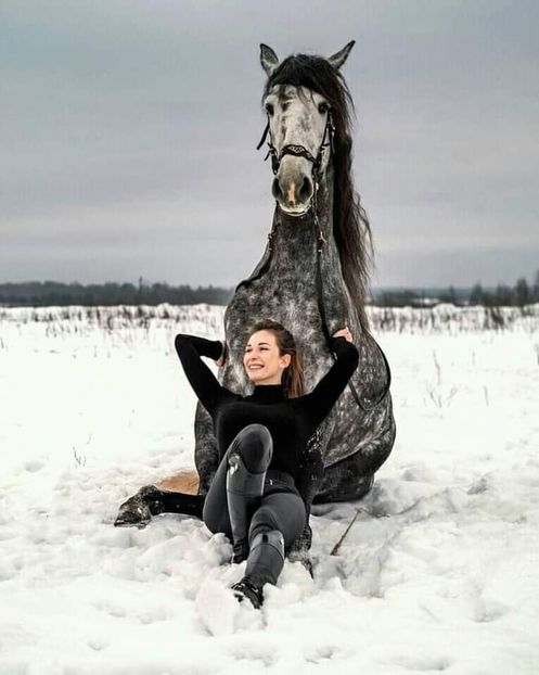  - Cai animale nobile
