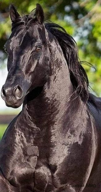  - Cai animale nobile