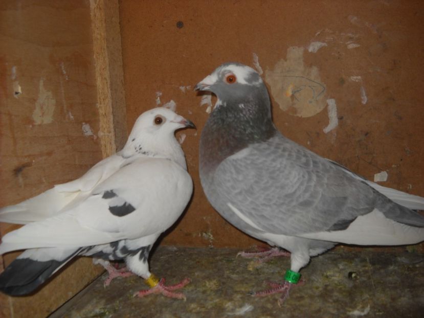  - PORUMBEI VANDUTI 2