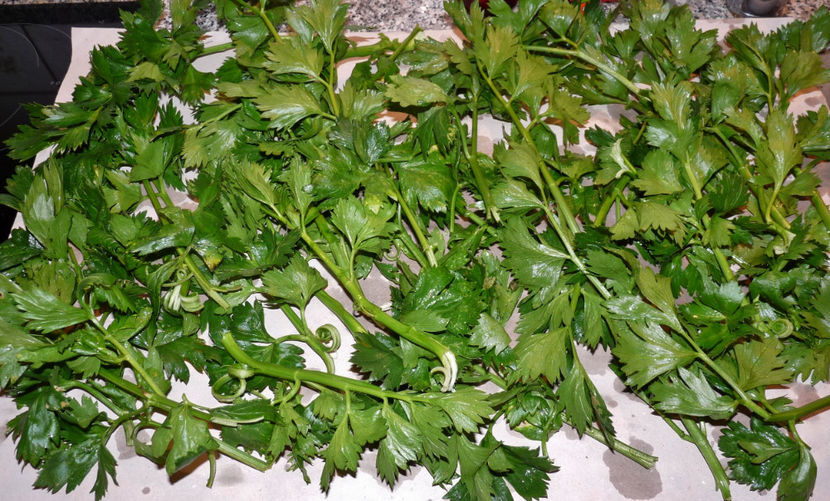 Telina - Plante aromatice