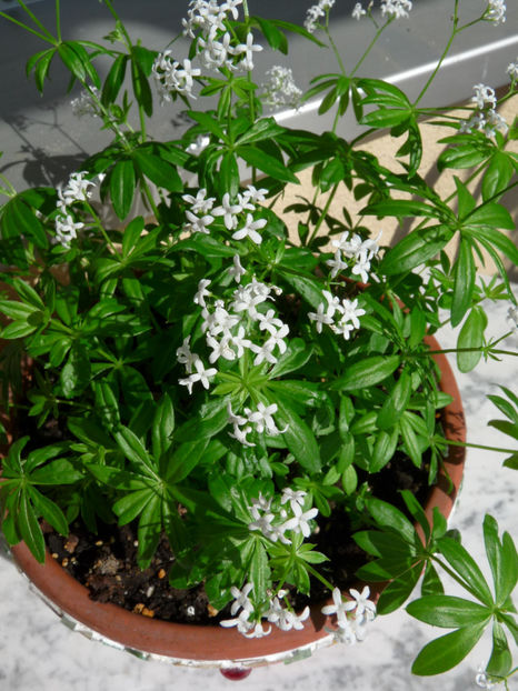 Vinarita (Galium odoratum) - Plante aromatice