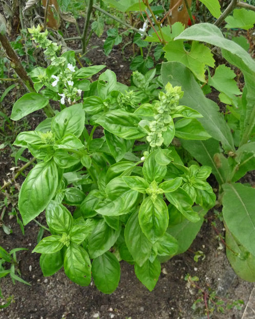 Busuioc - Plante aromatice