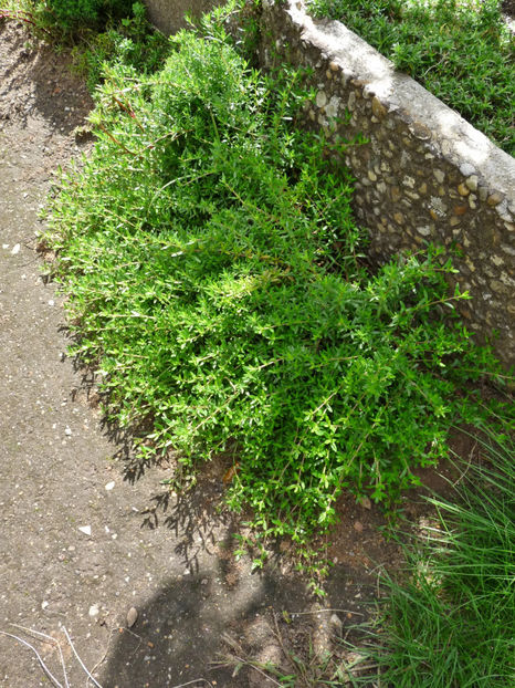 Cimbrisor, Thymus serpyllum - Plante aromatice