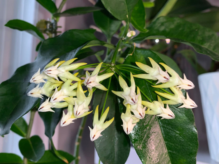  - Plante de interior 2022