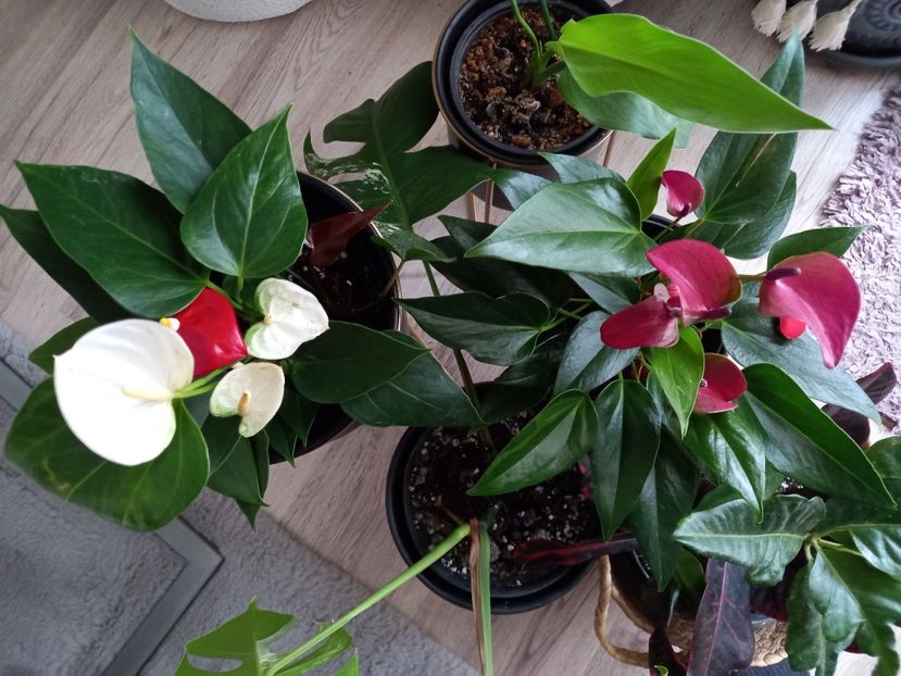 12.01.2022 - Plante verzi de apartament