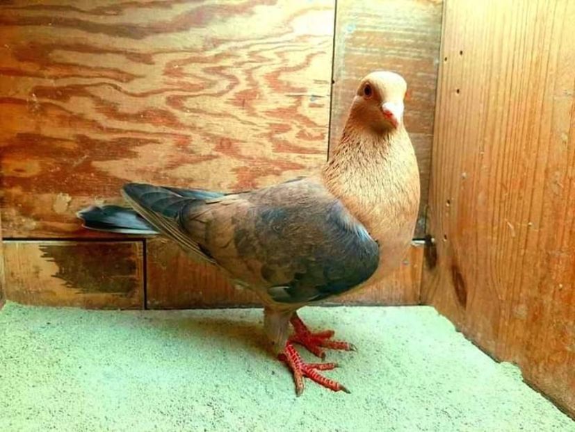  - Nu îmi aparțin 3