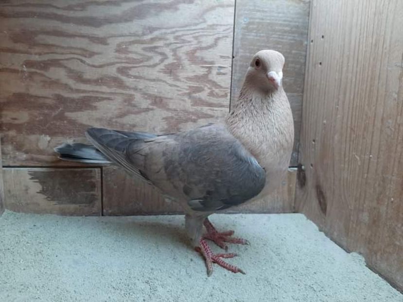  - Nu îmi aparțin 3