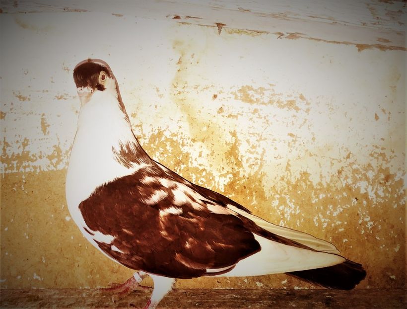 12779  mascul  2021 - B - perechi 2022