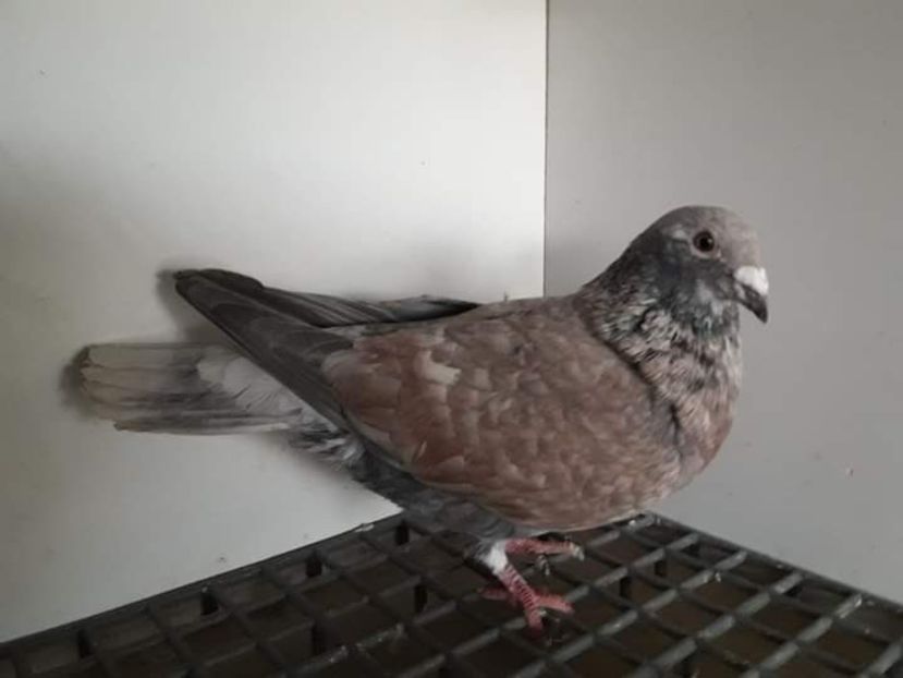  - Nu îmi aparțin 3