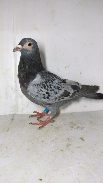 M 2021 vandut - De vanzare voiajori 2