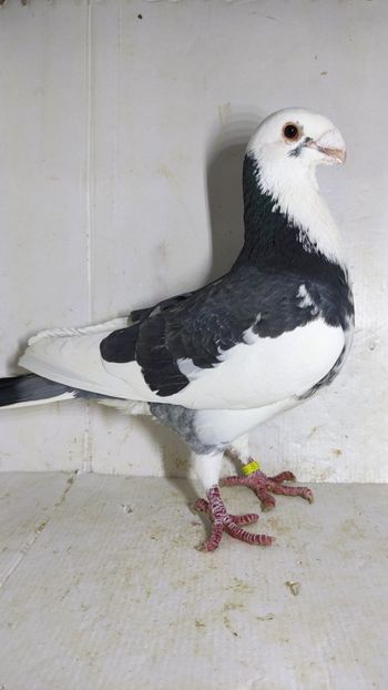 M 2017 - Por voiajor germani simi