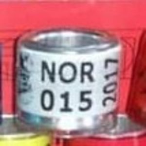 2017-Norvegia - Norvegia