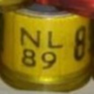1989-Olanda - Olanda