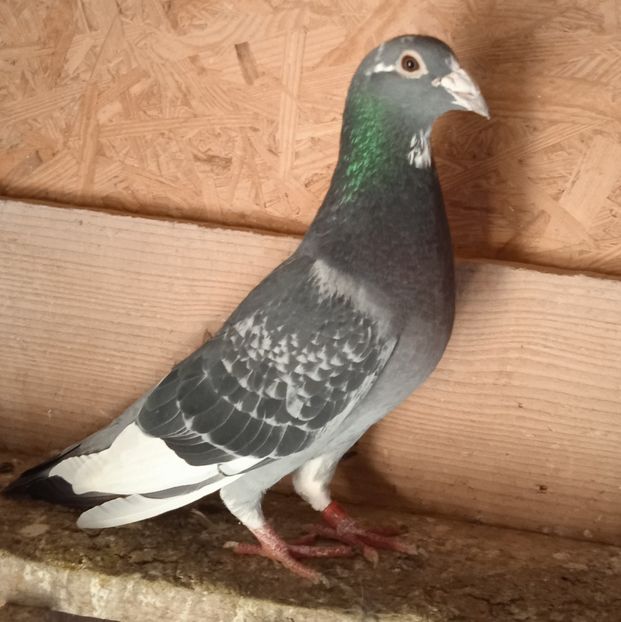 Mascul 2017.....-Dragodanesti - Porumbei vanduti