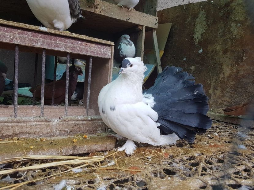 IMG-20211109-WA0015 - Jucatori