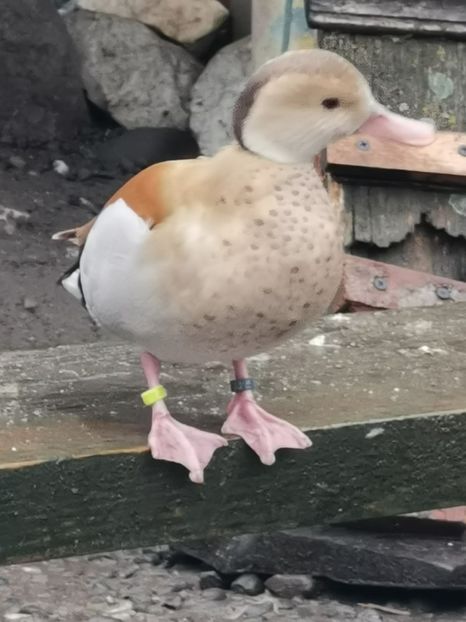  - Rate Micul Atlantic Galben