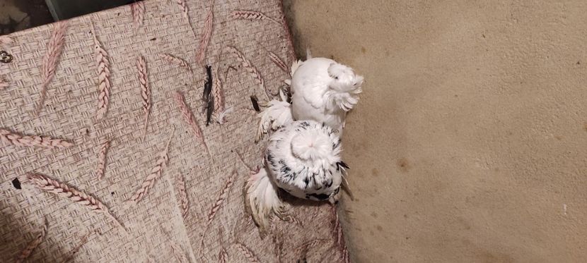  - Tobosari de buhara