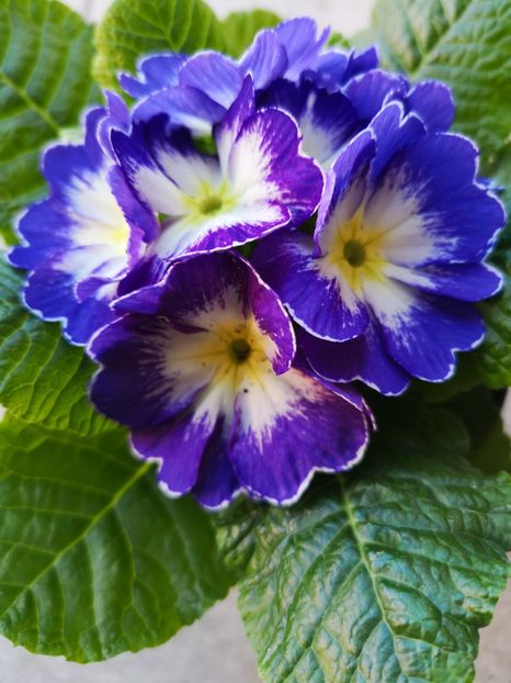 Primula  - 0 0 2022