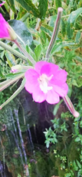 IMG-20210819-WA0050 - Concediu 2021 Durau si Iasi