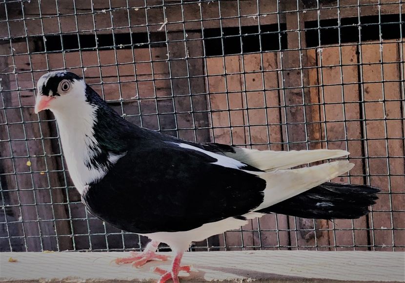 12693  mascul  2021 - B - perechi 2022