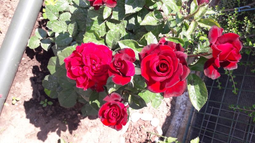  - Florile mele 2021