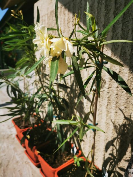 IMG-20210731-WA0005 - Florile mele 2021