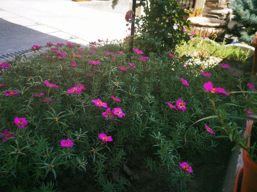 IMG-20210731-WA0002 - Florile mele 2021
