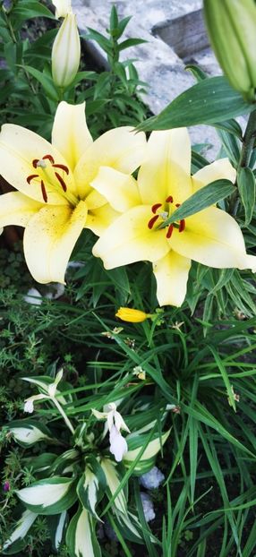 IMG-20210709-WA0003 - Florile mele 2021