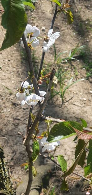 IMG-20210430-WA0010 - Paste 2020 Moeciu