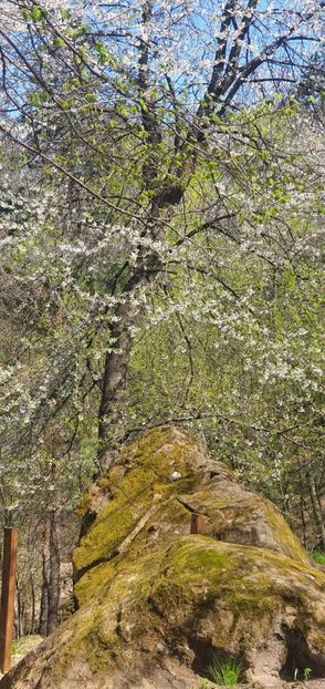 IMG-20210430-WA0009 - Paste 2020 Moeciu