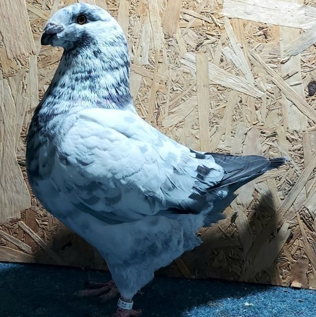  - 3---AGH DAȚI 2019 - 2025