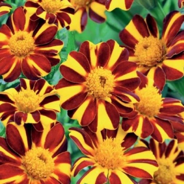  - SEMINTE CRAITE - D 197 BICOLOR PITIC