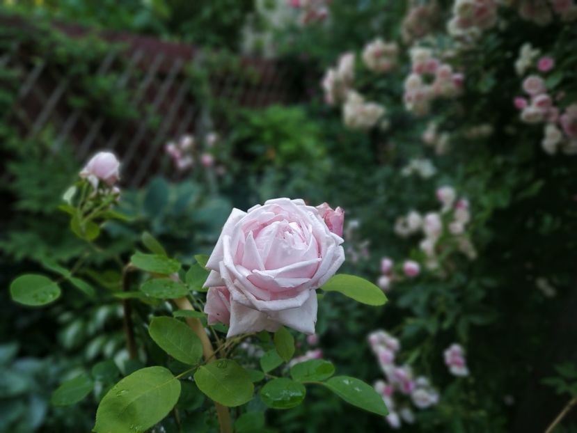  - Paul s Early Blush