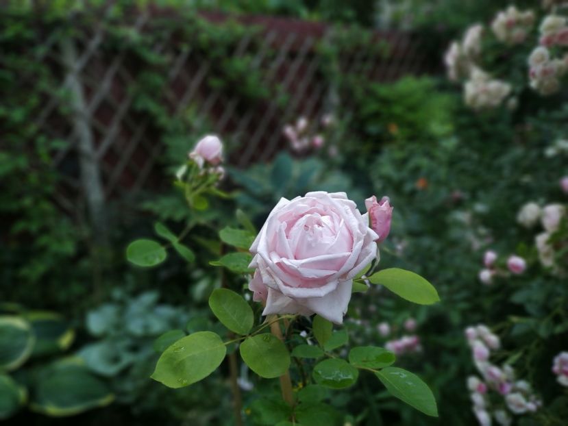  - Paul s Early Blush