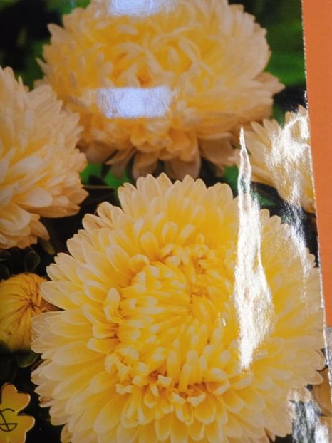  - SEMINTE OCHIUL BOULUI - D 204 PAEONIA JANINA